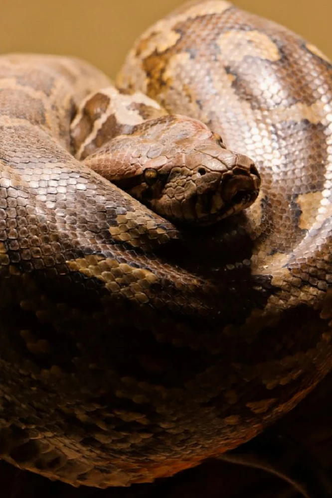 sachin-mittal-snakes-Africa Deadliest Snakes-virtual-talk-unsplash